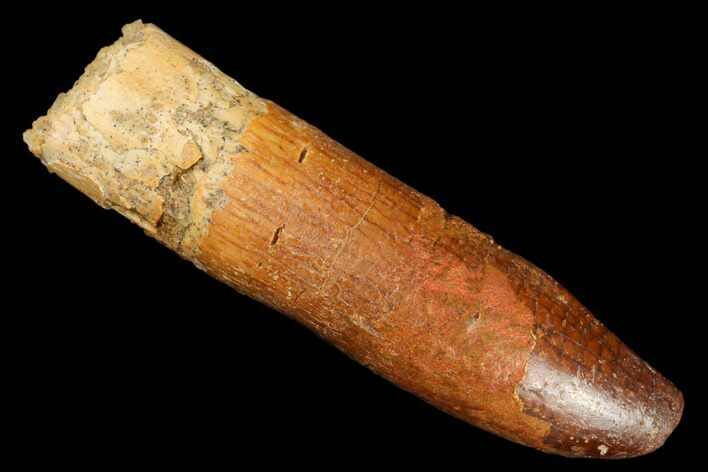 Fossil Sauropod Dinosaur (Rebbachisaurus) Tooth - Morocco #185427